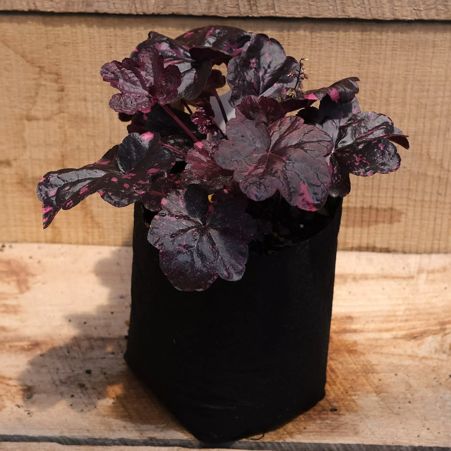 Heuchera Midnight Rose – Coral Bells