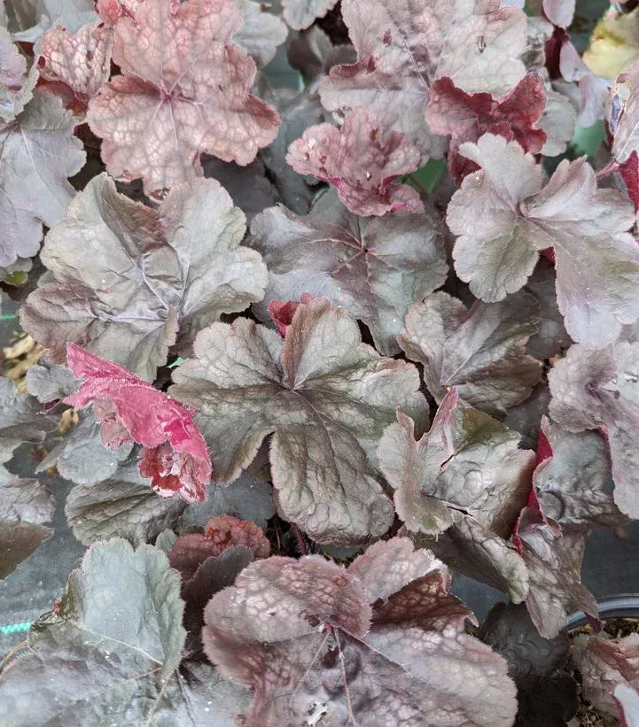 HEUCHERA NORTHERN EXPOSURE `BLACK`