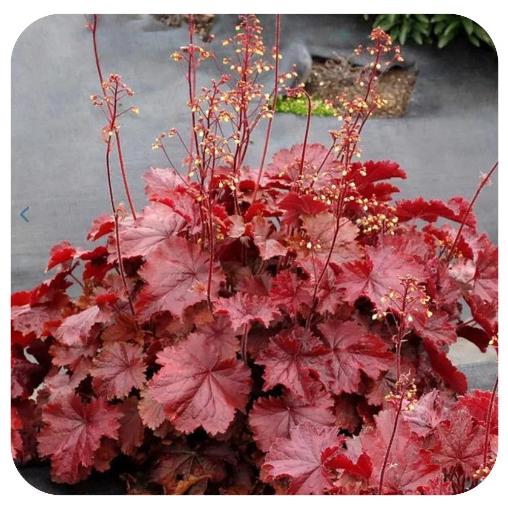 HEUCHERA NORTHERN EXPOSURE `RED`