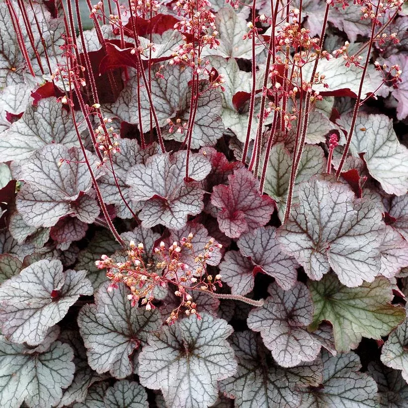 HEUCHERA NORTHERN EXPOSURE `SILVER`