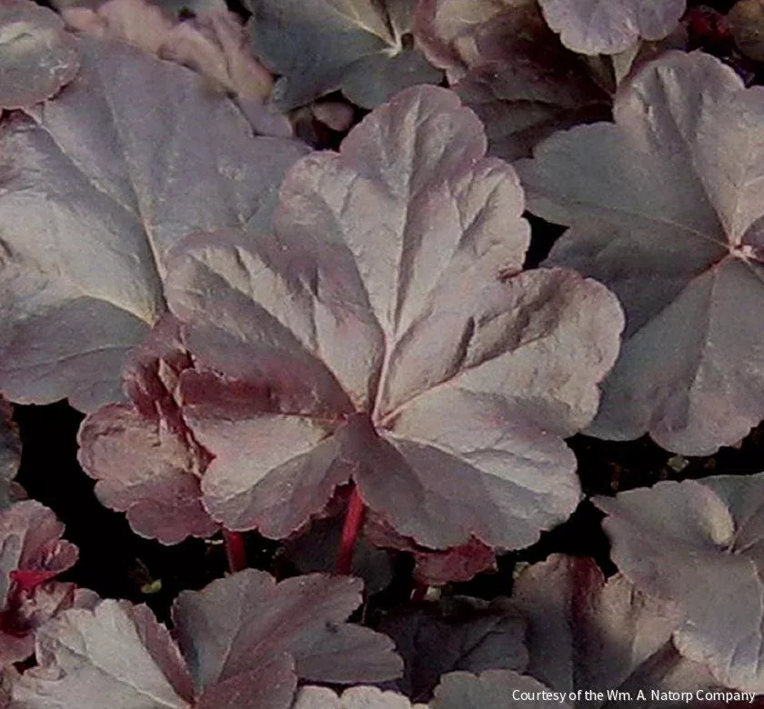 Heuchera Obsidian – 1 Gallon