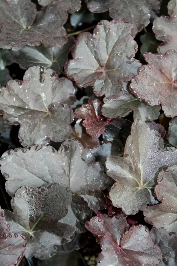Heuchera Obsidian PP 14836