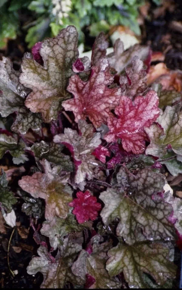 Heuchera Peach Flambe PP17195