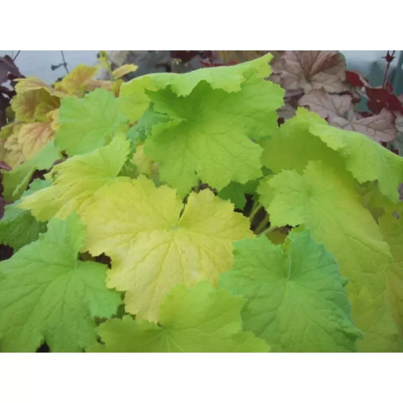 Heuchera Pistache PP 19585