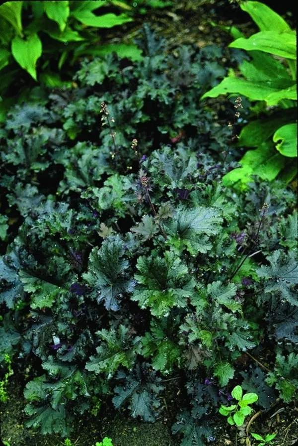 Heuchera Purple Petticoats EU 5885