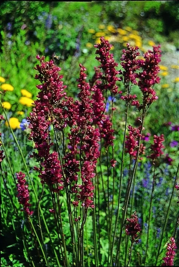 Heuchera Raspberry Regal