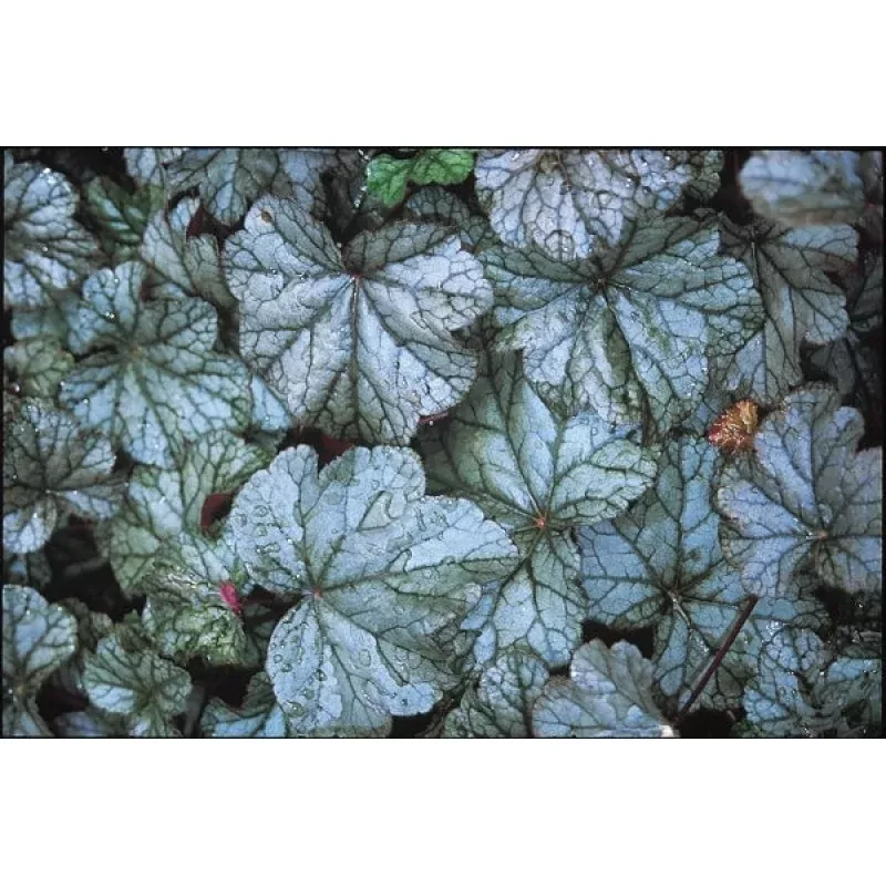Heuchera Silver Shadows
