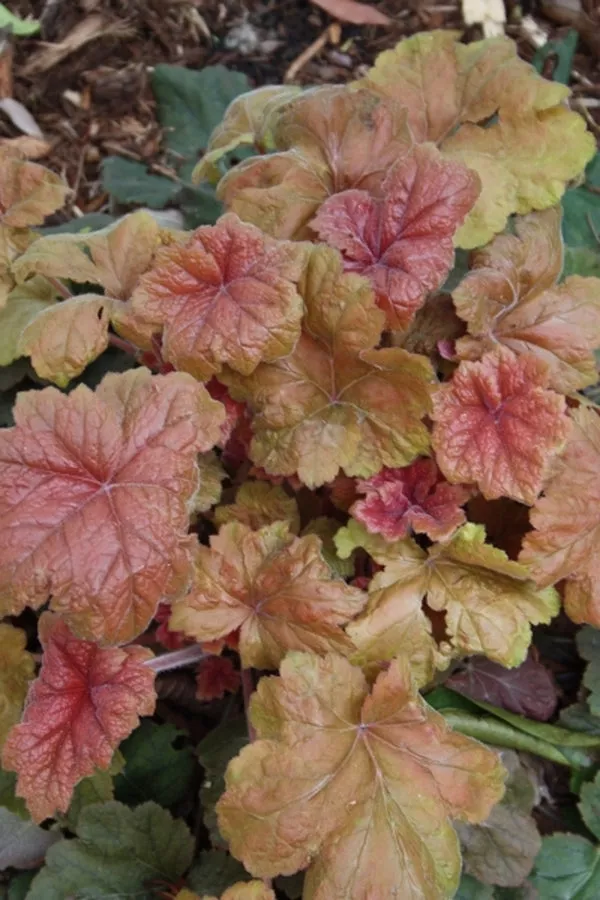 Heuchera Southern Comfort PP 20364
