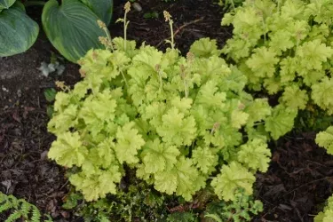 Heuchera Twist Of Lime – 1 Gallon