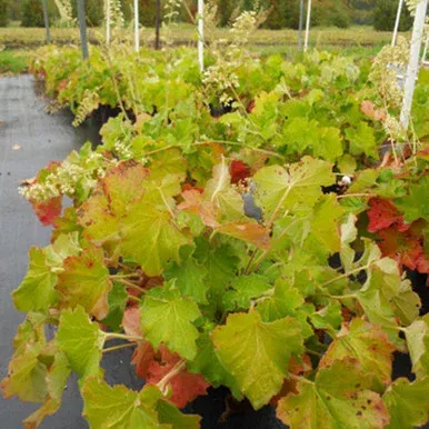 Heuchera v. ‘Autumn Bride’