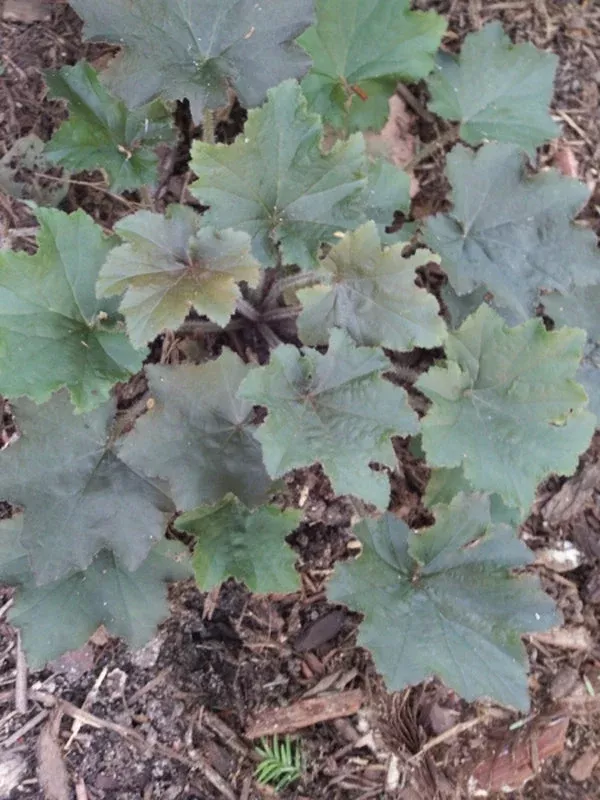 HEUCHERA VILLOSA `BRONZE WAVE`