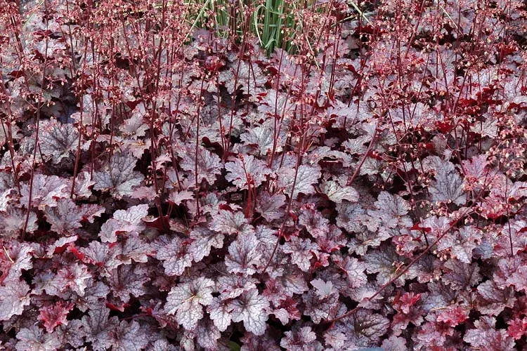 Heuchera X Plum Pudding – 1 Gallon