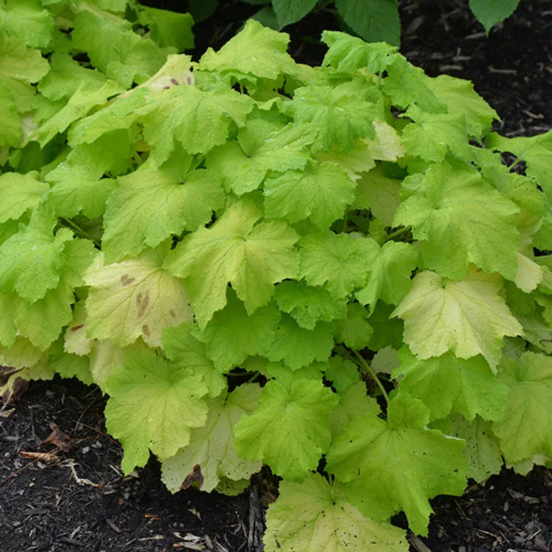 Heuchera X Villosa Pistache