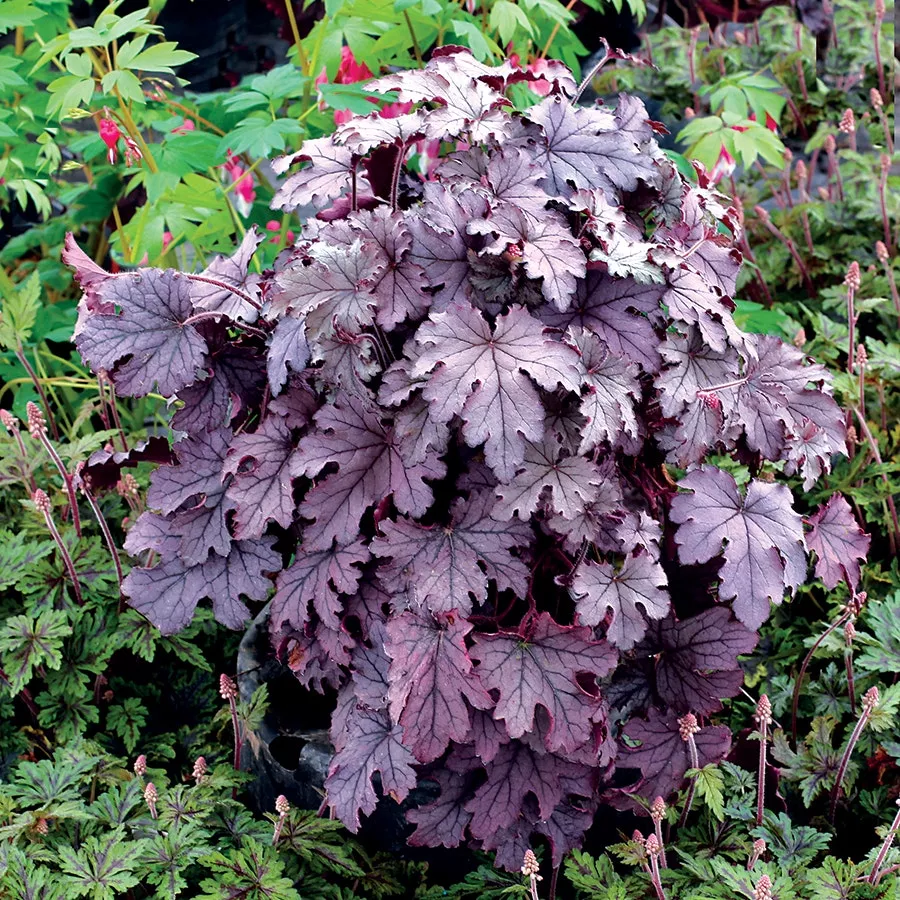 Heucherella Cascade ‘Plum Cascade’