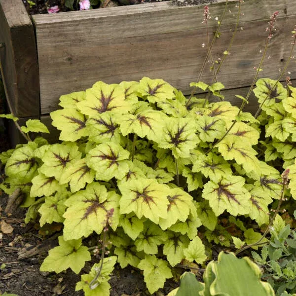 Heucherella Catching Fire – Foamy Bells