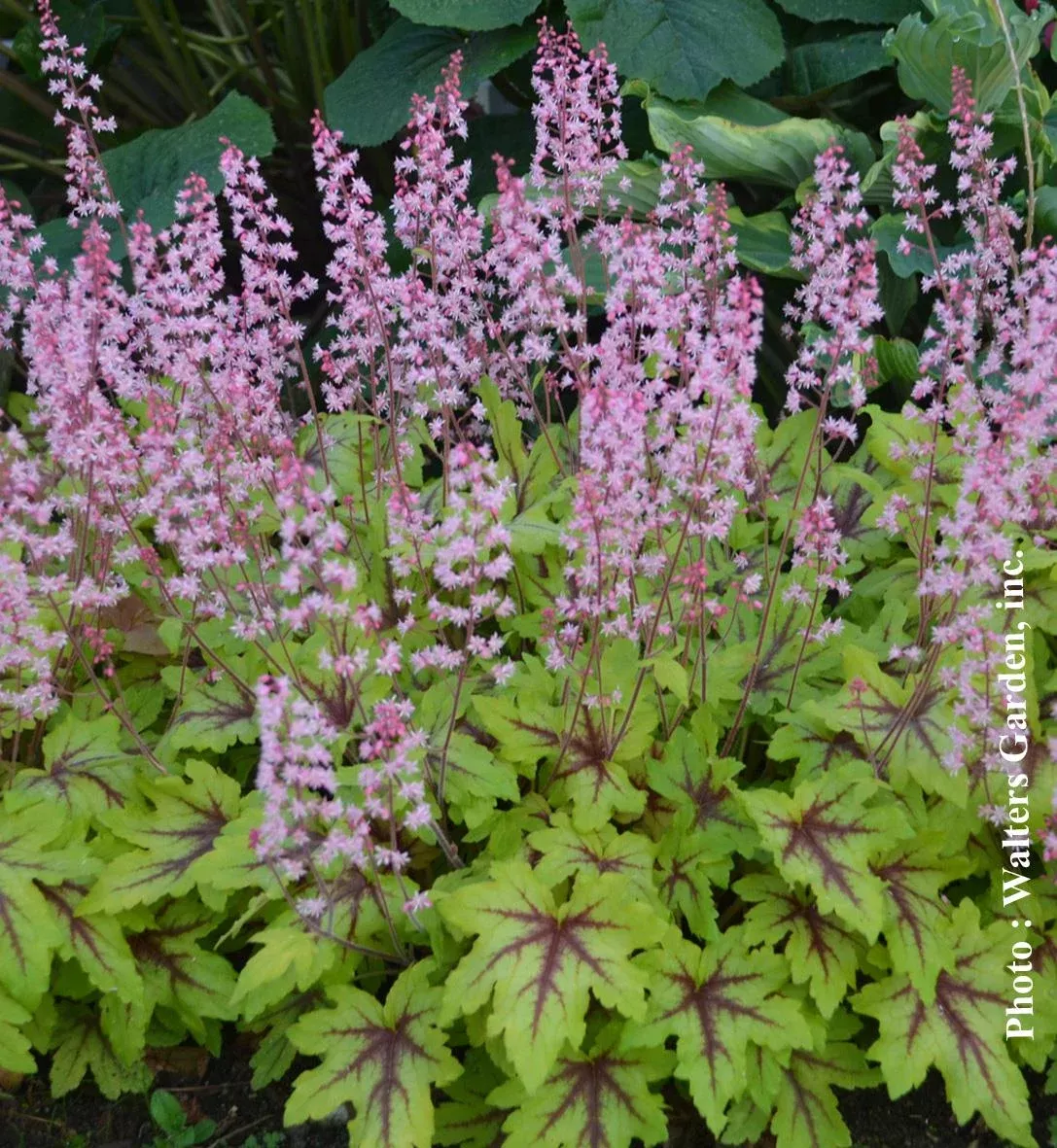 HEUCHERELLA FUN AND GAMES `EYE SPY`