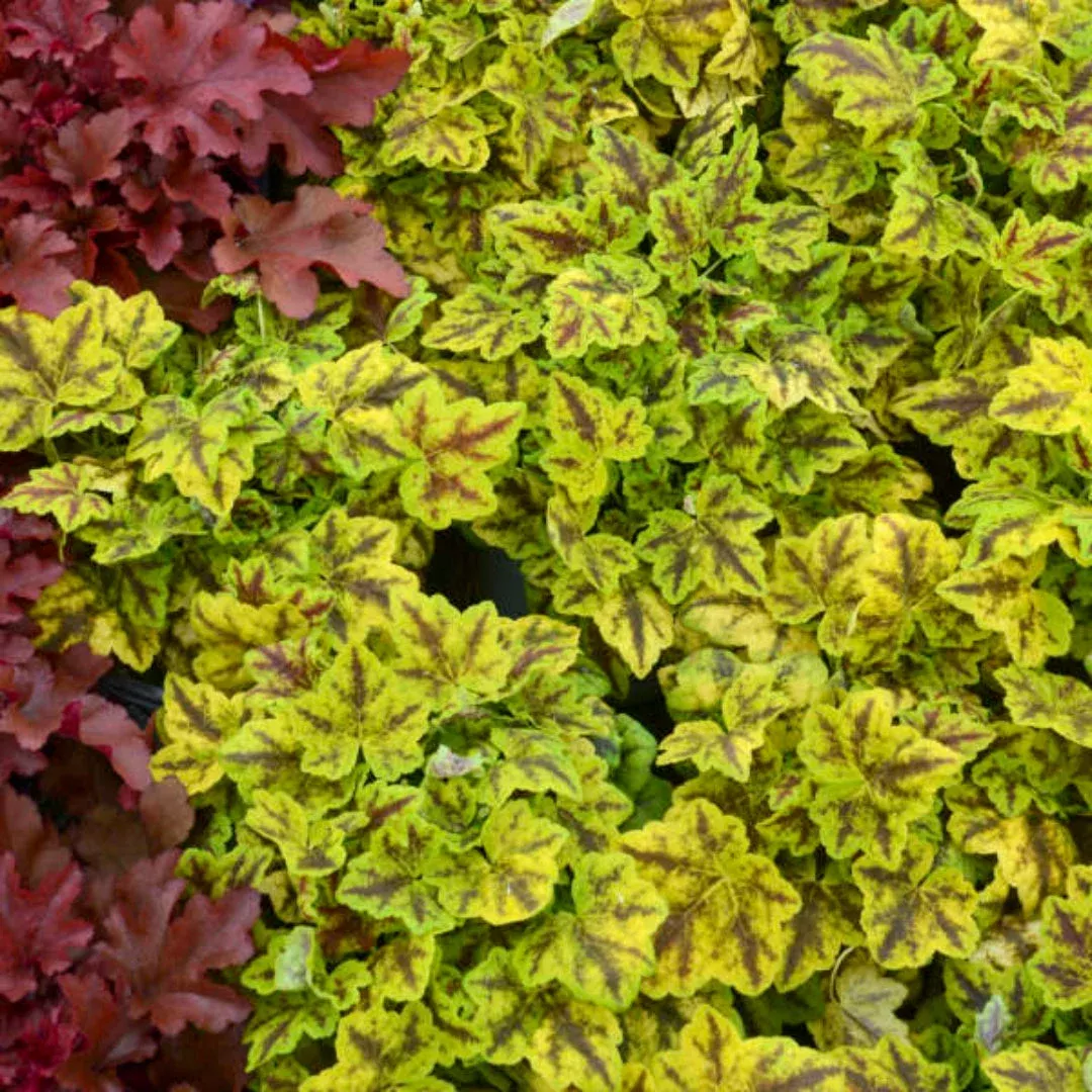 Heucherella Fun and Games Leapfrog Ppaf Foamy Bells