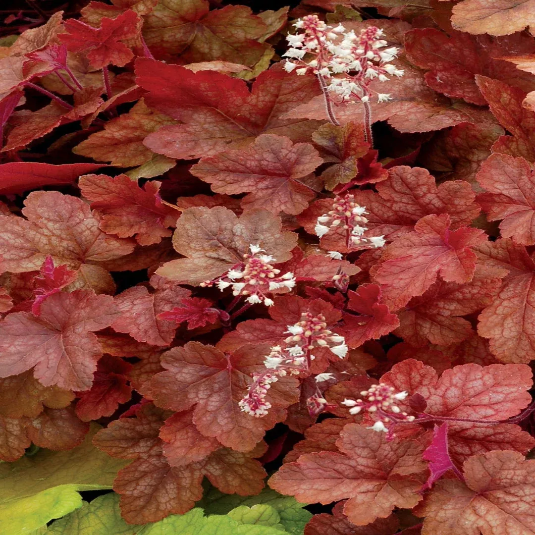 Heucherella Fun and Games Red Rover