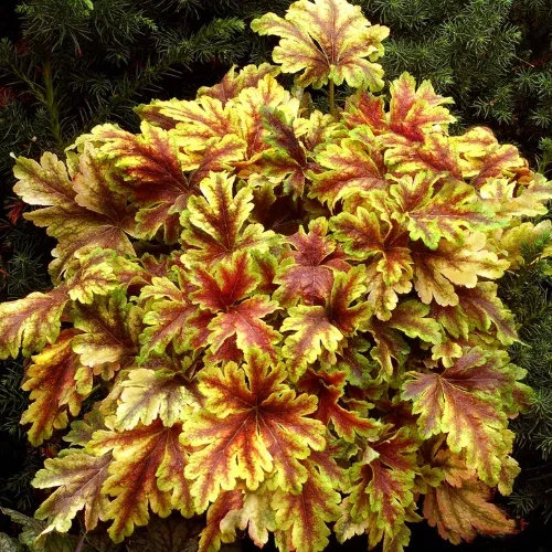 Heucherella ‘Gold Zebra’ Liners