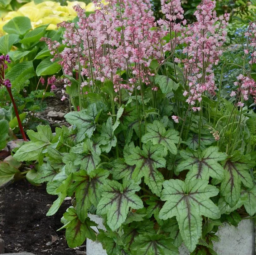 Heucherella ‘Pink Fizz’