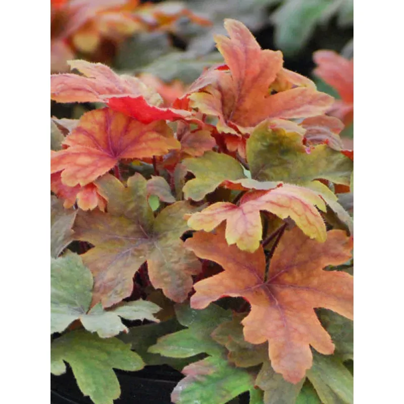 Heucherella ‘Sweet Tea’ (Foamy Bells)
