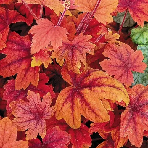 Heucherella ‘Sweet Tea’ Liners
