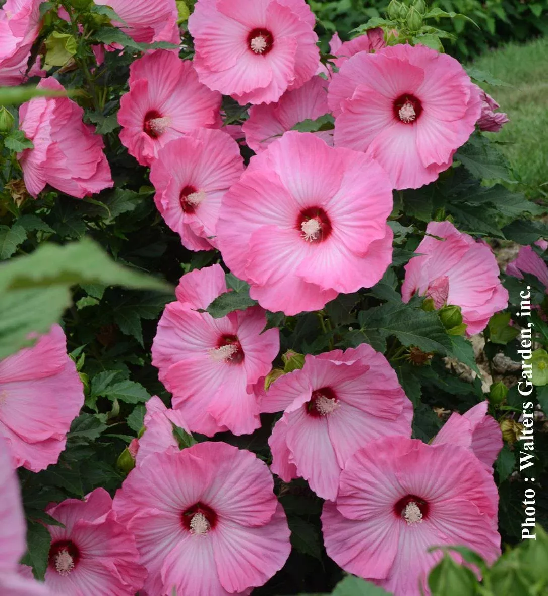 Hibiscus ‘Airbrush Effect’