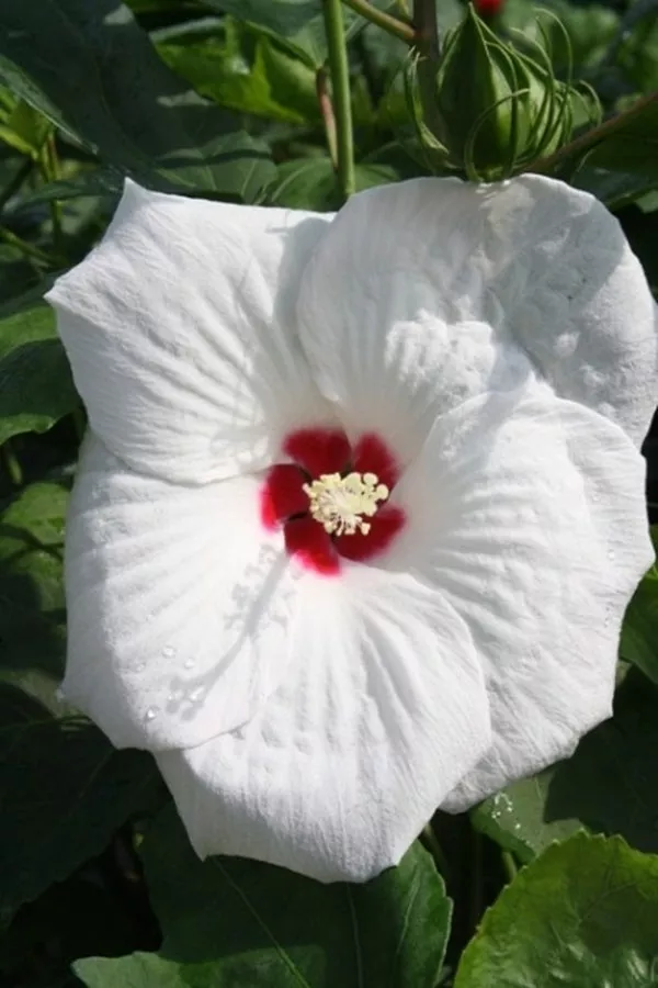 Hibiscus Angelique PP 13734