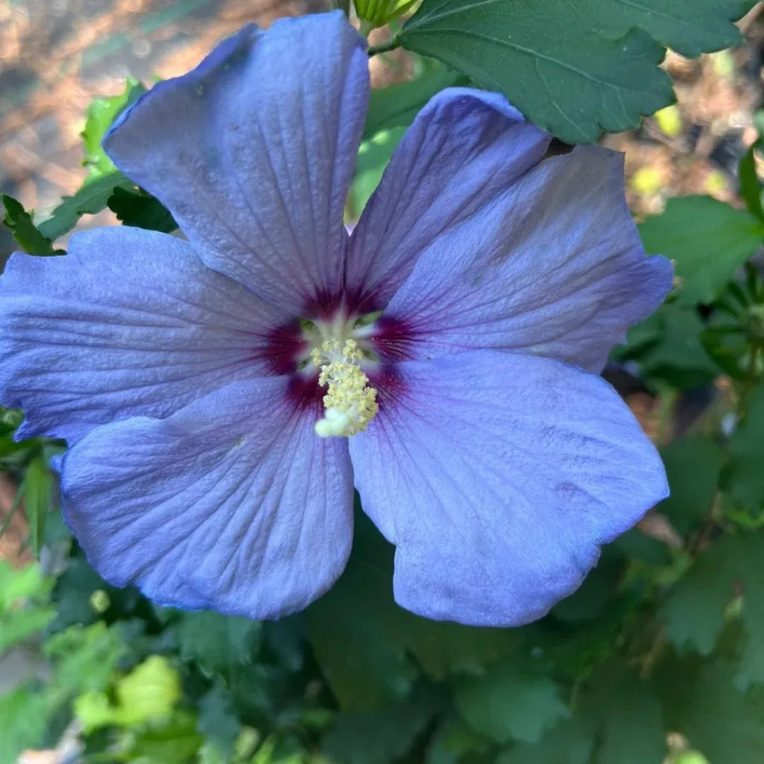 Hibiscus Azurri Blue Satin Shrub
