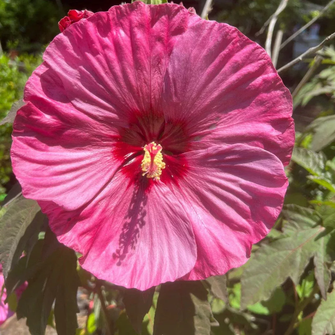 Hibiscus Berry Awesome | Pixies Gardens