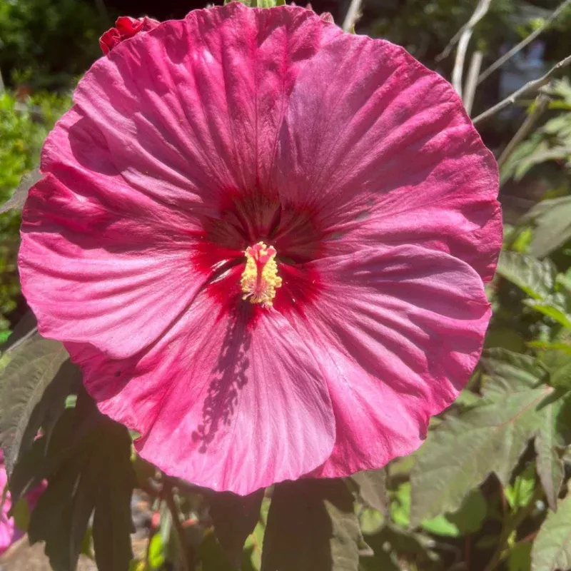 Hibiscus ‘Berry Awesome’