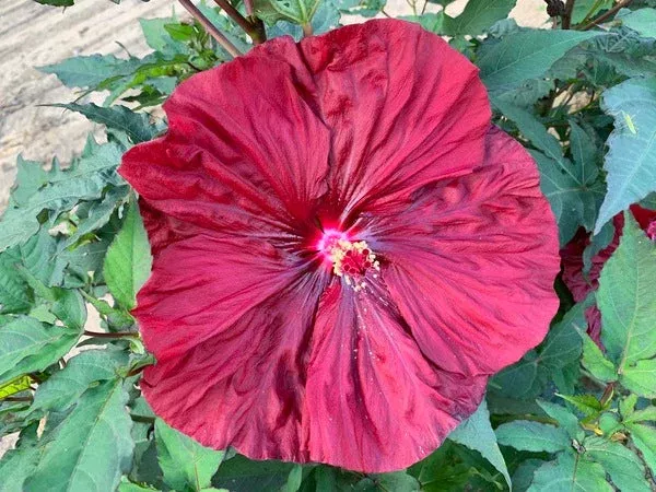 Hibiscus ‘Blackberry Merlot’ PP 33,498