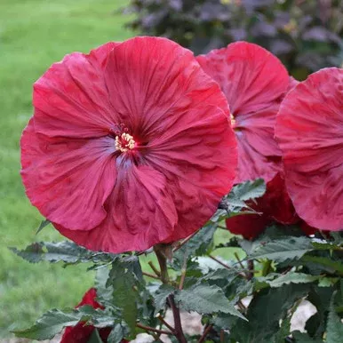 Hibiscus Blackberry Merlot