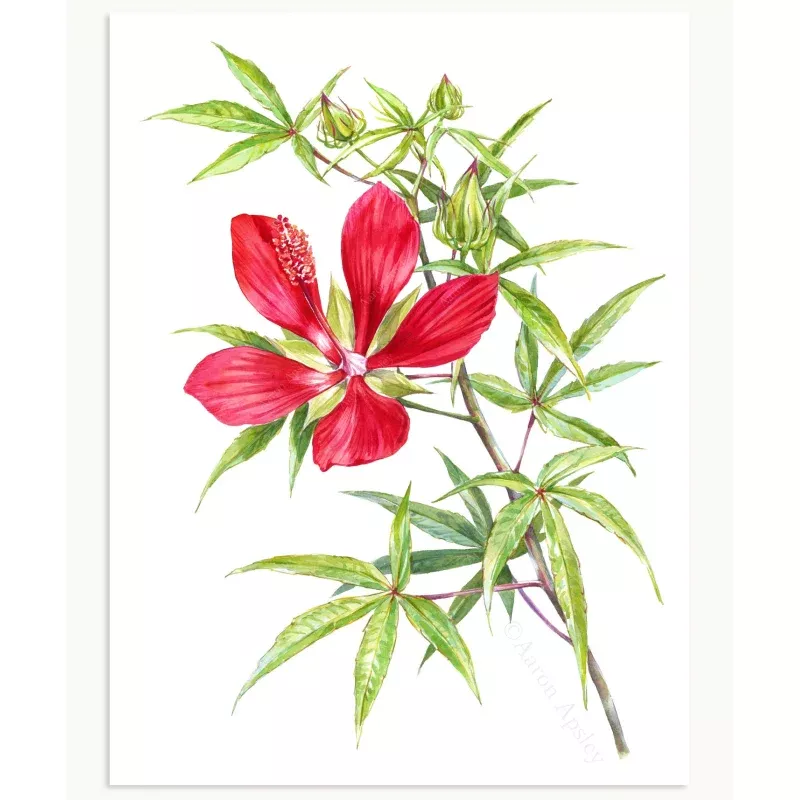 Hibiscus coccineus Print