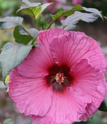 Hibiscus Crazy Plum – 1 Gallon