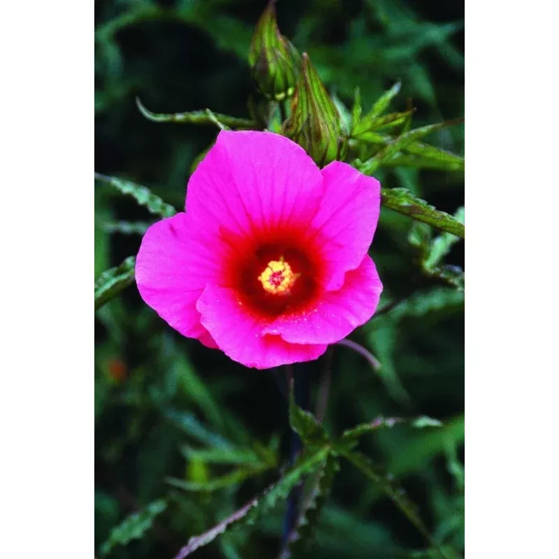 Hibiscus Davis Creek