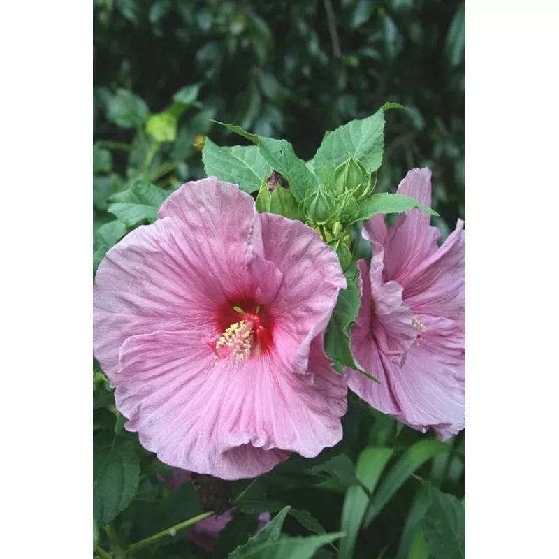 Hibiscus Fantasia