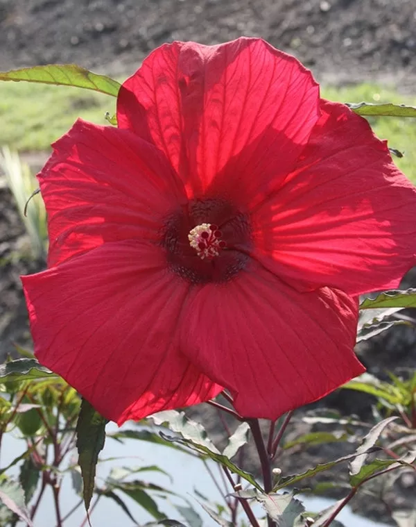 Hibiscus Fireball