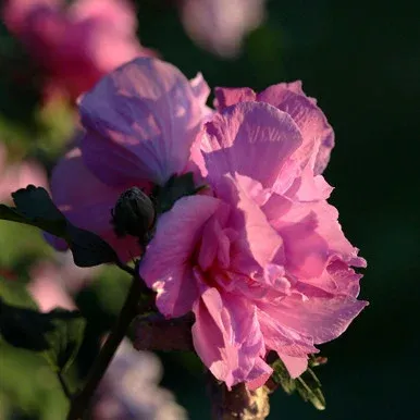 Hibiscus ‘French Cabaret’ Red