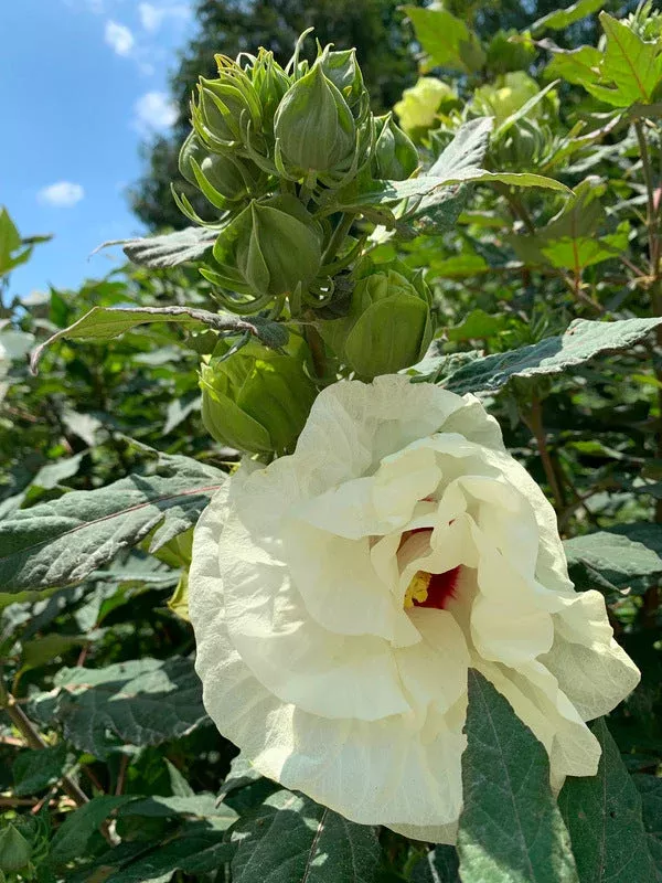 Hibiscus ‘French Vanilla’ PP 33,181