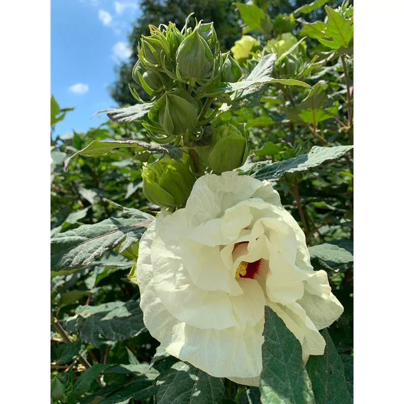Hibiscus French Vanilla PP 33181