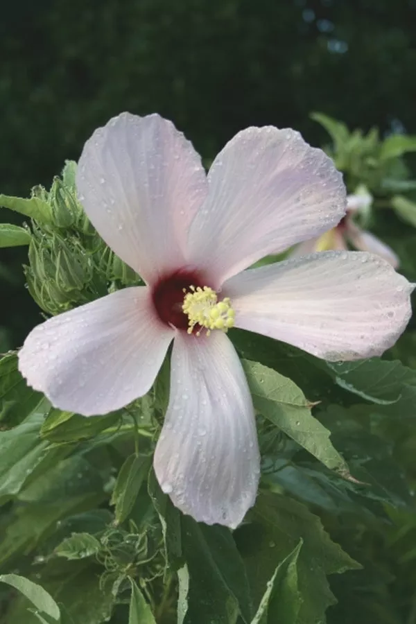 Hibiscus grandiflorus