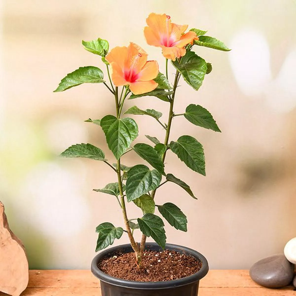 Hibiscus, Gudhal Flower – Plant