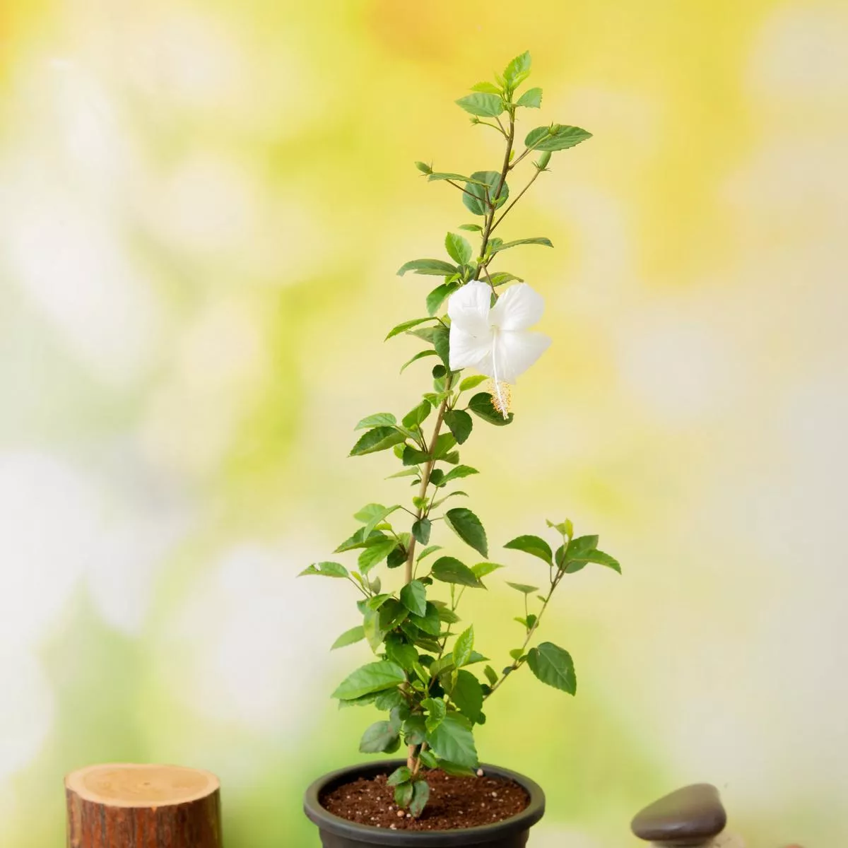 Hibiscus, Gudhal Flower (White) – Plant