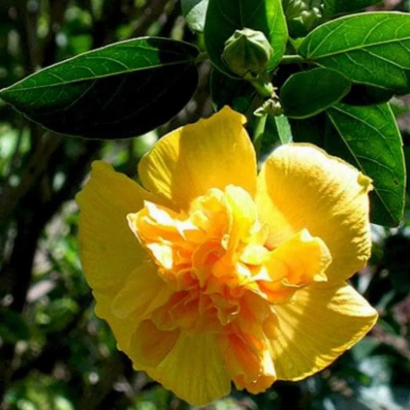 Hibiscus, Gudhal Flower (Yellow Double) – Plant