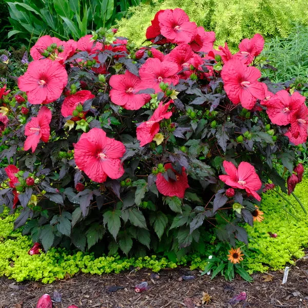 Hibiscus Holy Grail PP 31478