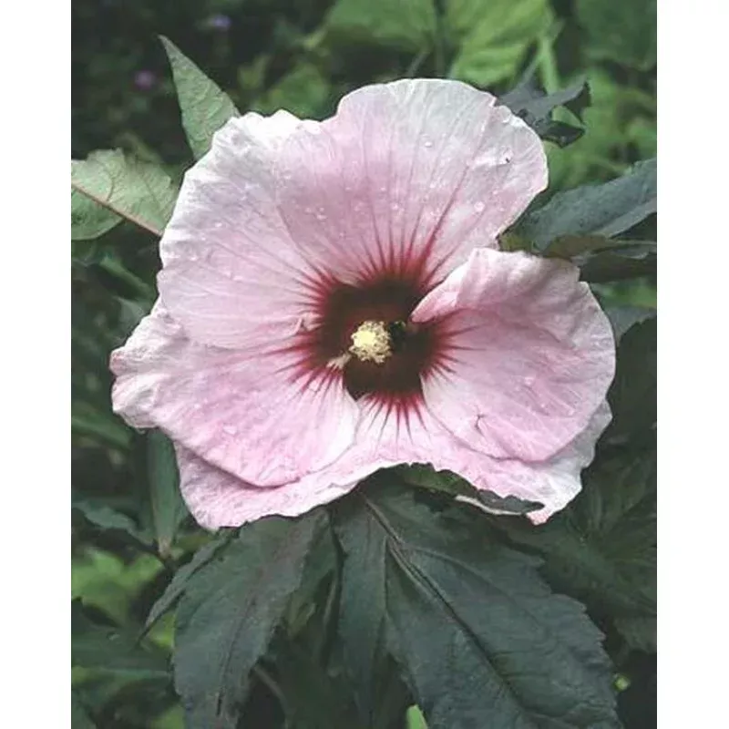 Hibiscus Kopper King PP 10793
