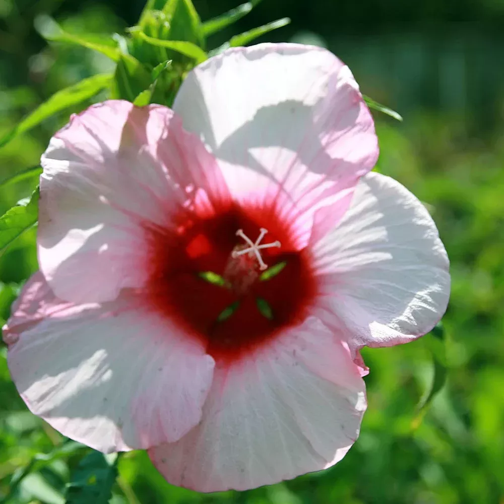 Hibiscus, Lady Baltimore #1