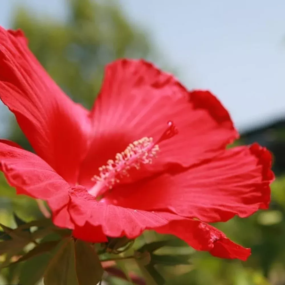 Hibiscus, Lord Baltimore #3
