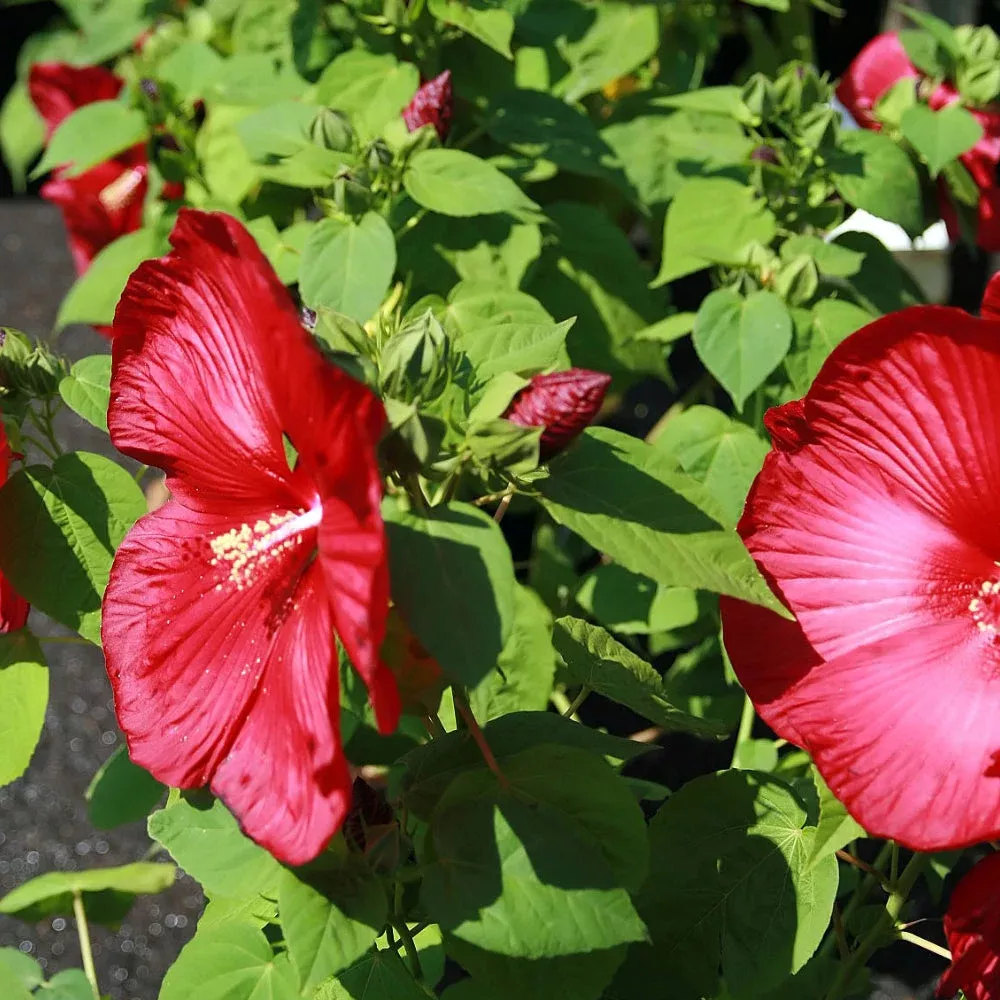 Hibiscus, Luna Red #3